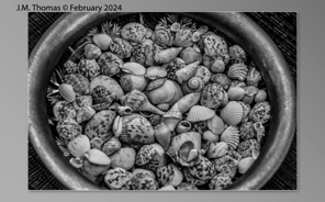 Macro Shells Feb 2024-04.jpg